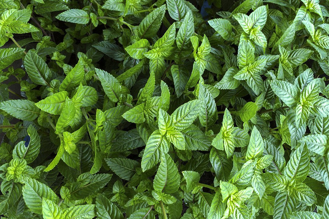 仙草‘桃園2號’健康種苗。