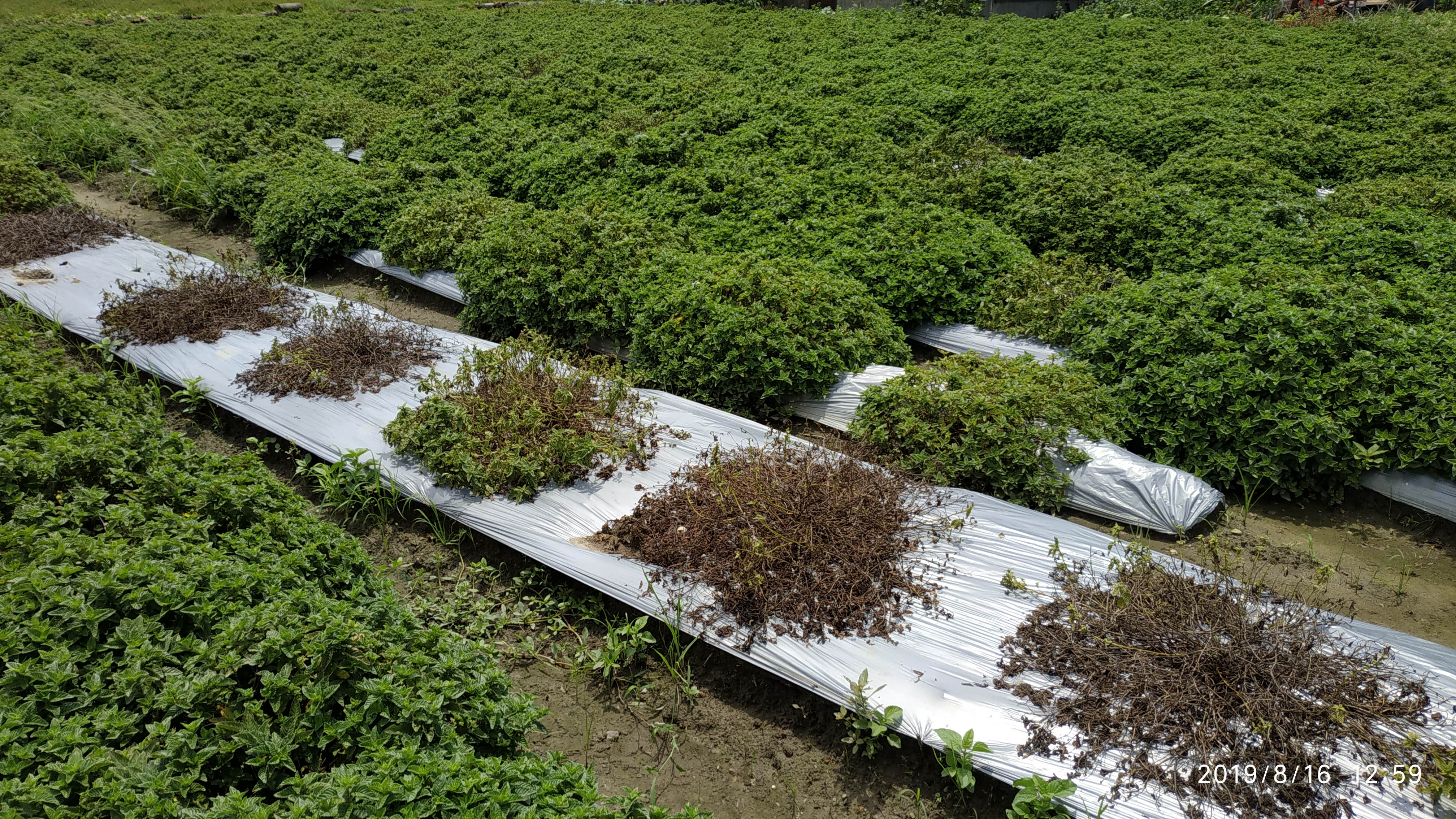 仙草感染青枯病病徵。