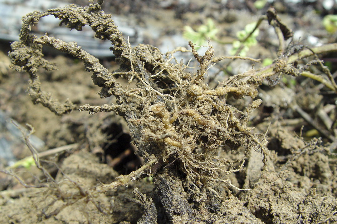 仙草根瘤線蟲病害根系結瘤病徵。