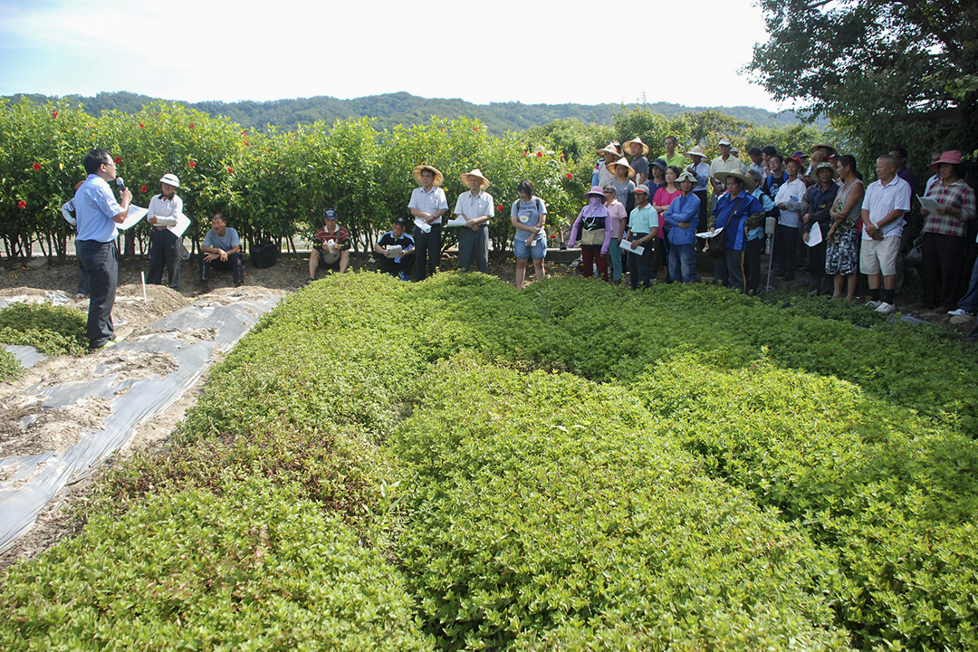 健康種苗於仙草根瘤線蟲病害防治田間示範。