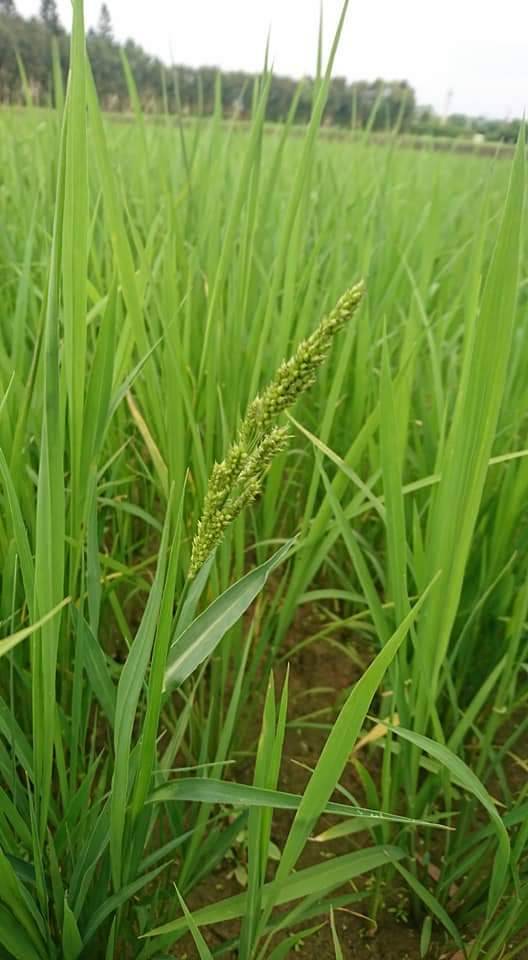禾草類-稗草。