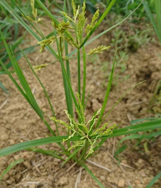 莎草科-碎米莎草。