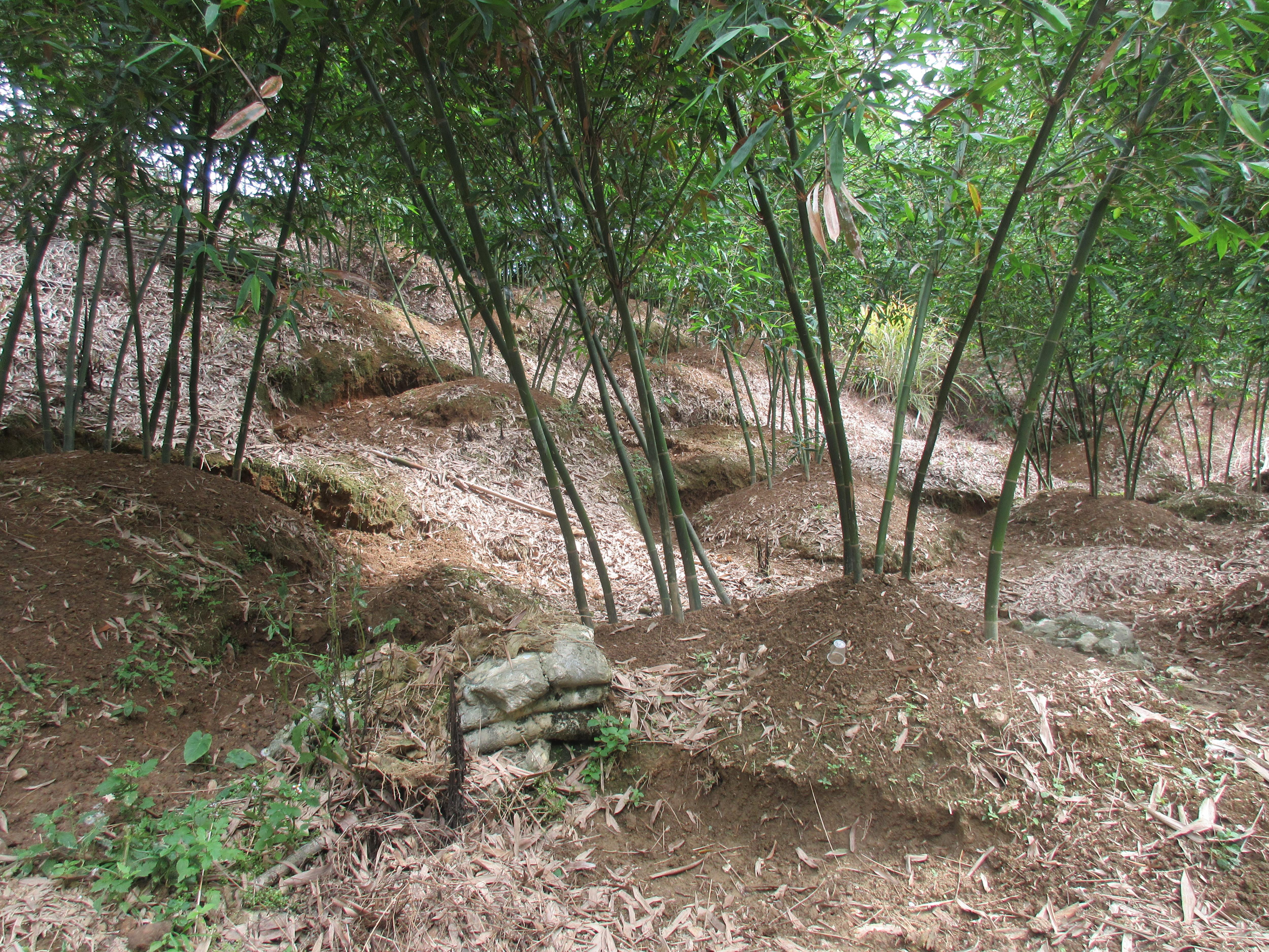觀音山(海拔600公尺)位於新北市八里及五股區，是全臺最著名的綠竹筍產地之一。