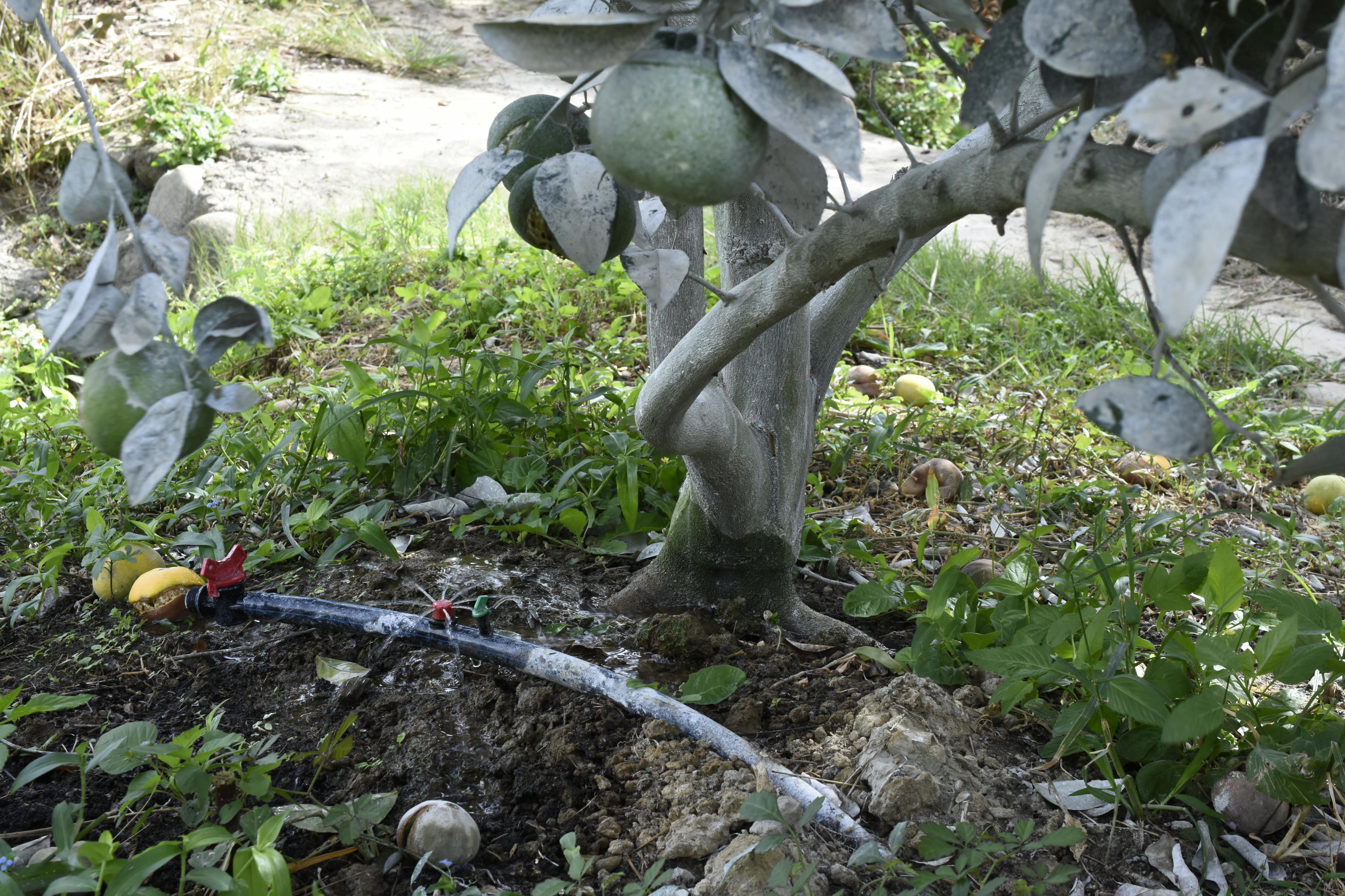 使用滴灌系統可節省水源，但進行果園管理時需注意避免損壞。
