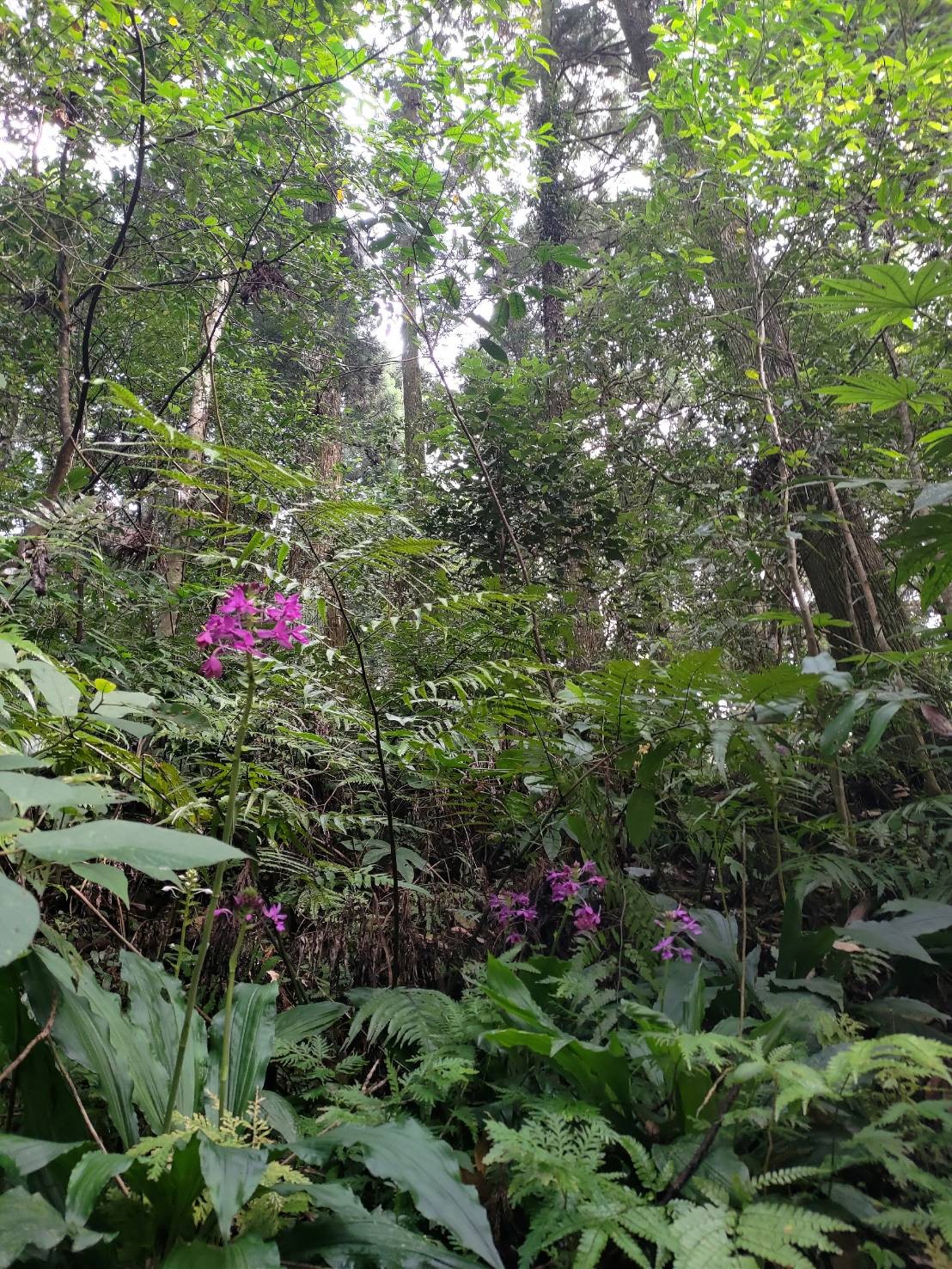 東眼山國家森林遊樂區復育之根節蘭。  圖/林務局大溪工作站孔傳民提供