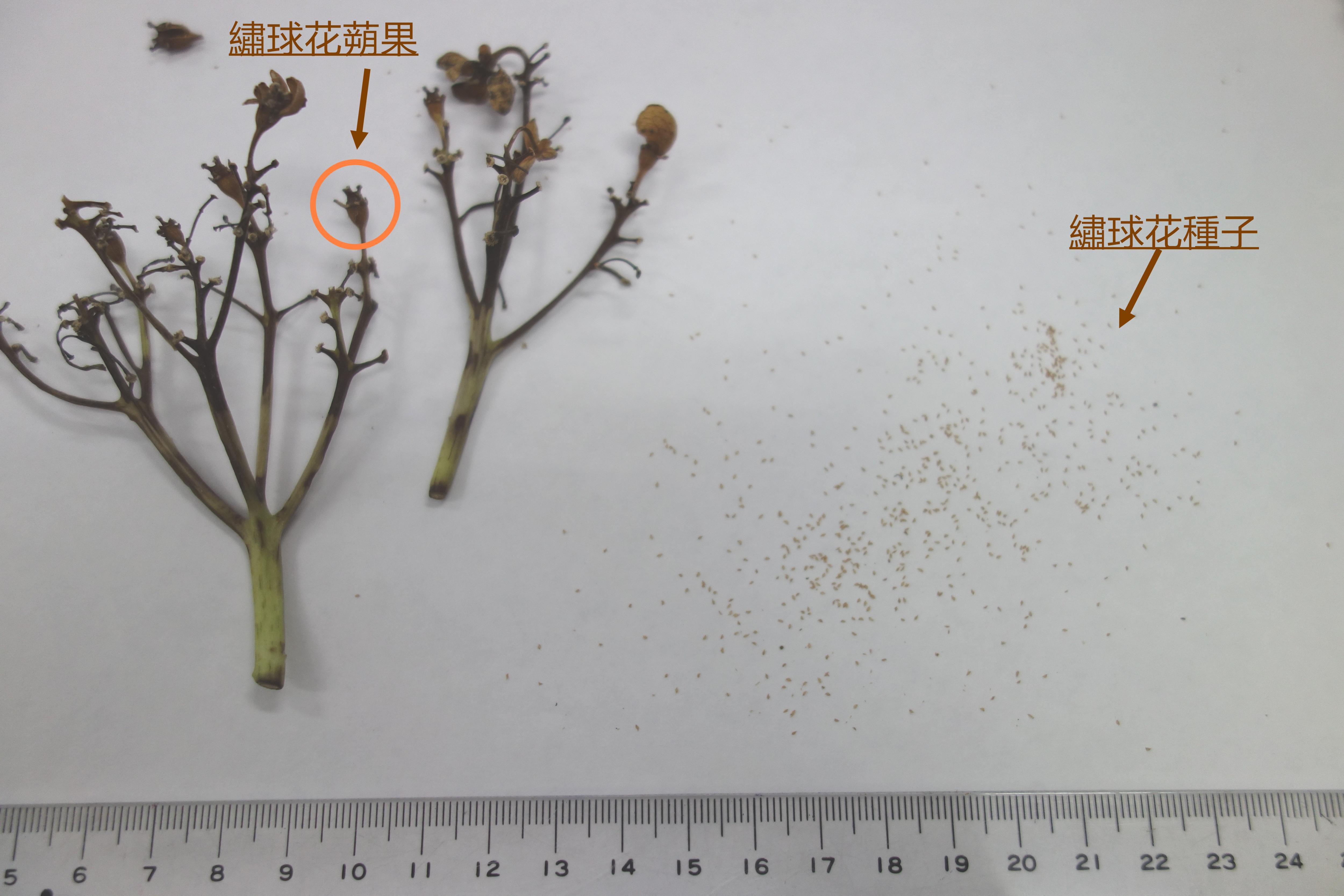 採收的繡球花花序及種子。