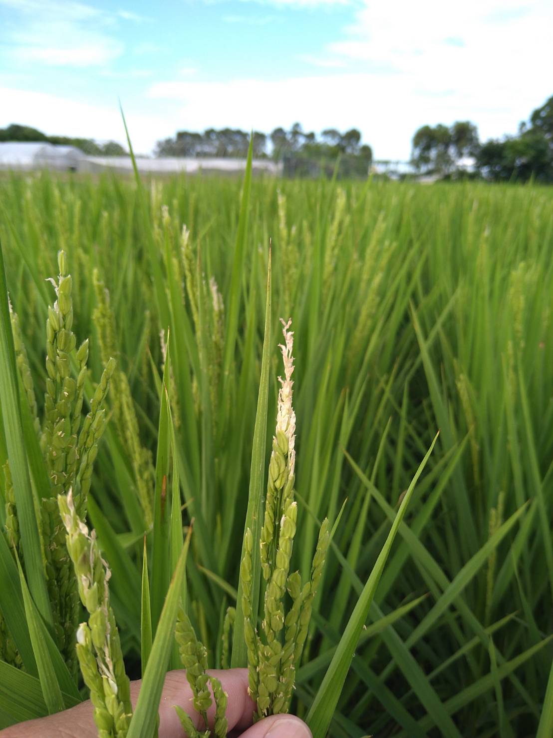 寒害-幼穗分化期-穎花敗育退化。