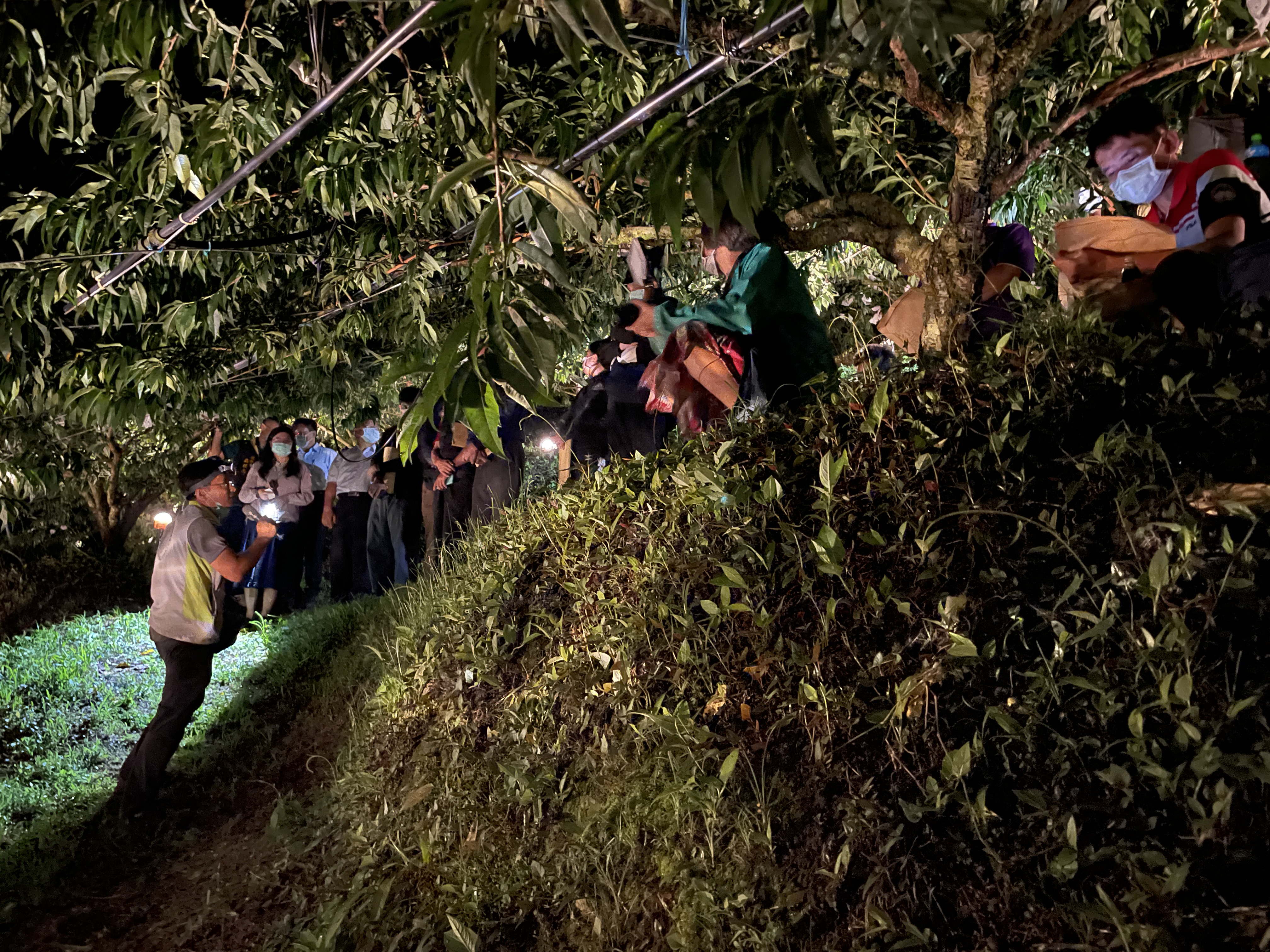 本場莊國鴻副研究員解說旋轉式避蛾燈田間布建技術。