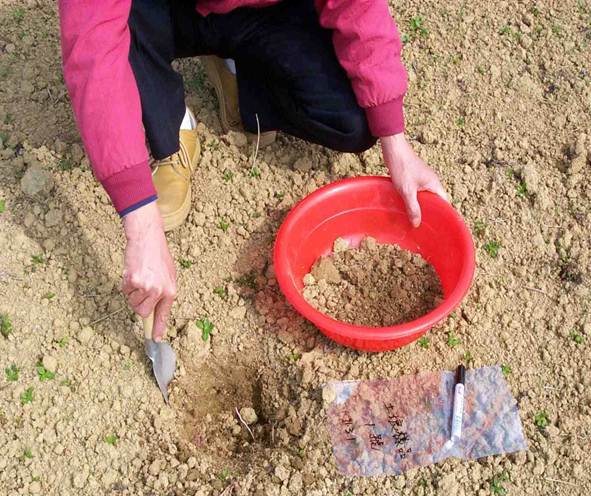 定期採樣土壤送改良場進行檢測避免土壤鹽類累積。
