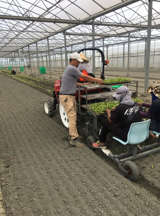 短期葉菜移植機作業情形。