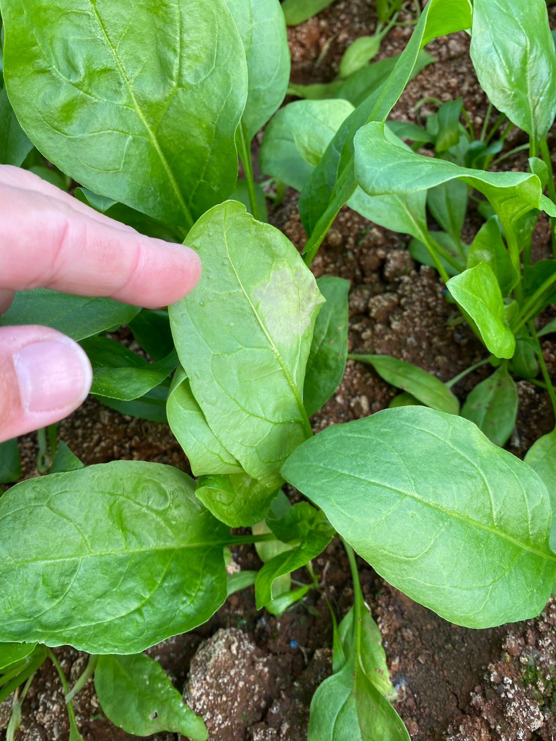 菠菜露菌病(葉面)