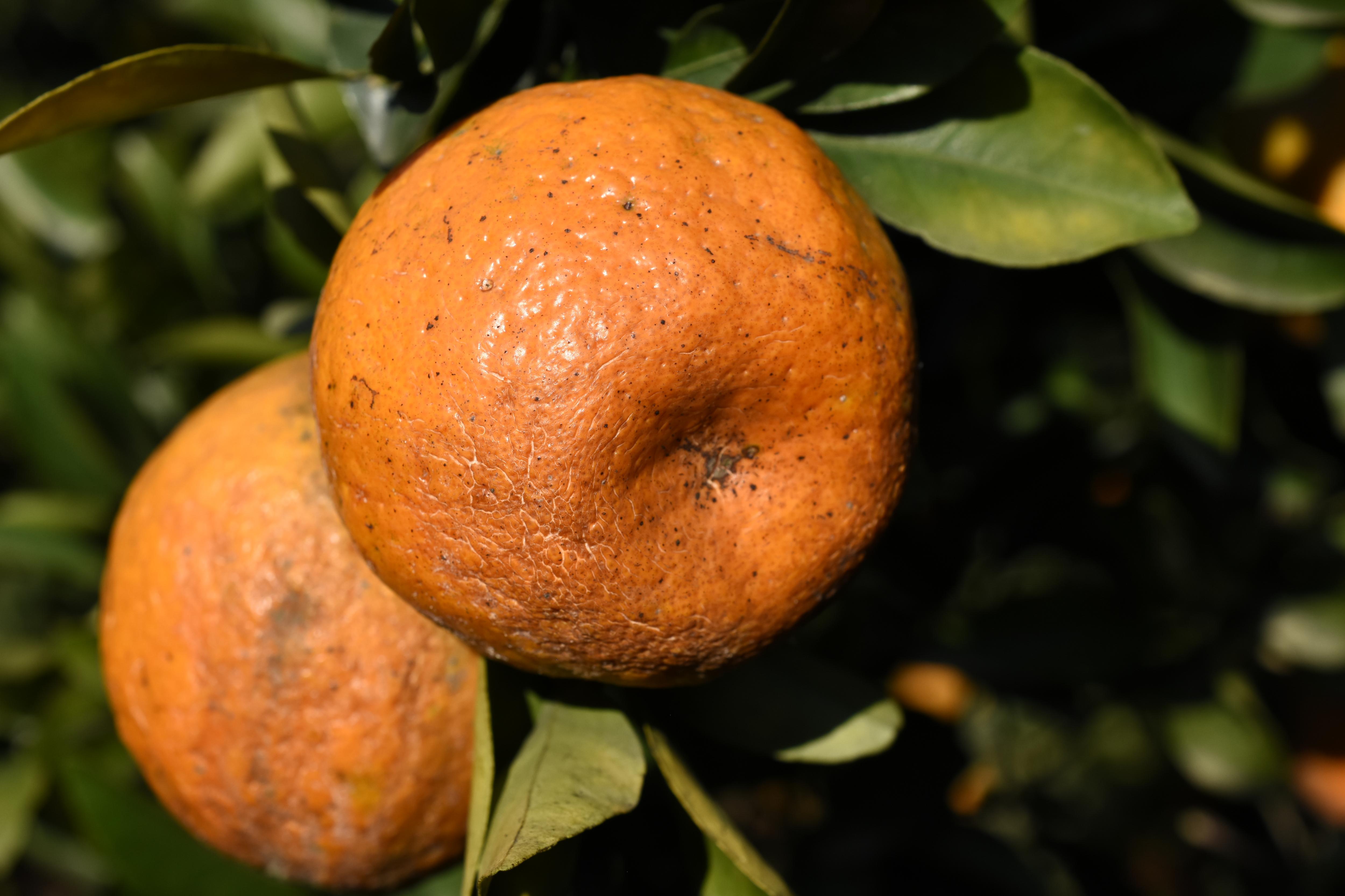 低溫造成椪柑果皮皺縮。