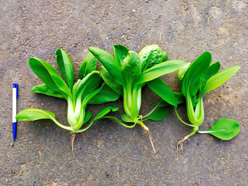 移植機種植之葉菜-青梗白菜,田間生長及收穫樣態。