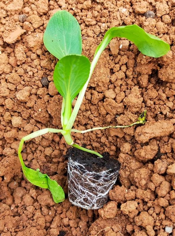 穴盤苗徒長,不利機械移植。