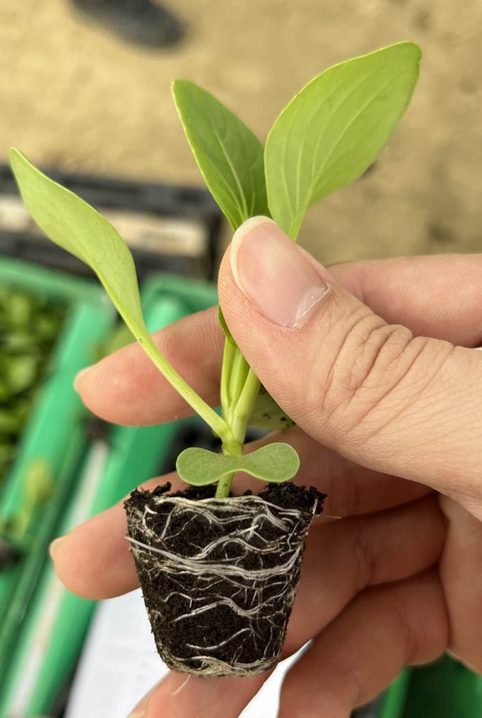 適合移植機操作之穴盤苗樣態。