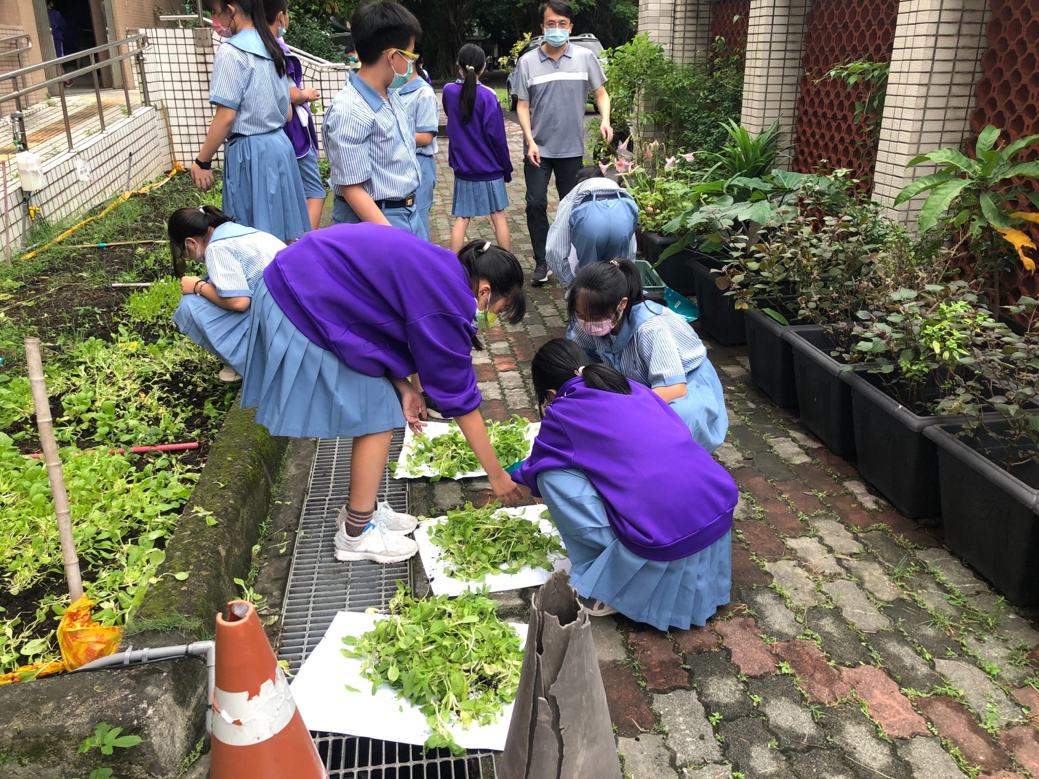 老師在一旁指導同學們進行葉菜種植及採收體驗活動。