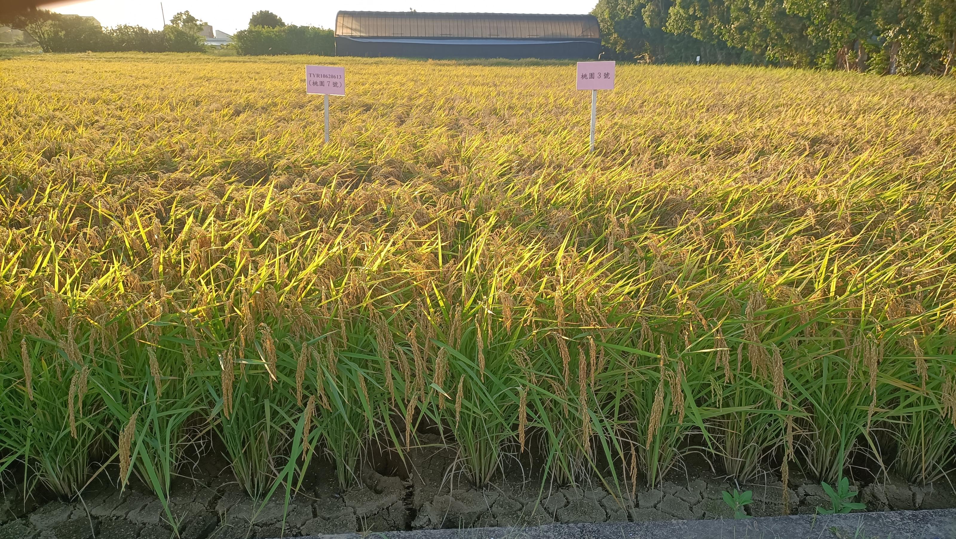 圖5.水稻品種桃園7號(左)及桃園3號(右)於本場試驗田經慣行藥劑防治之栽培模式觀察其生長表現差異。
