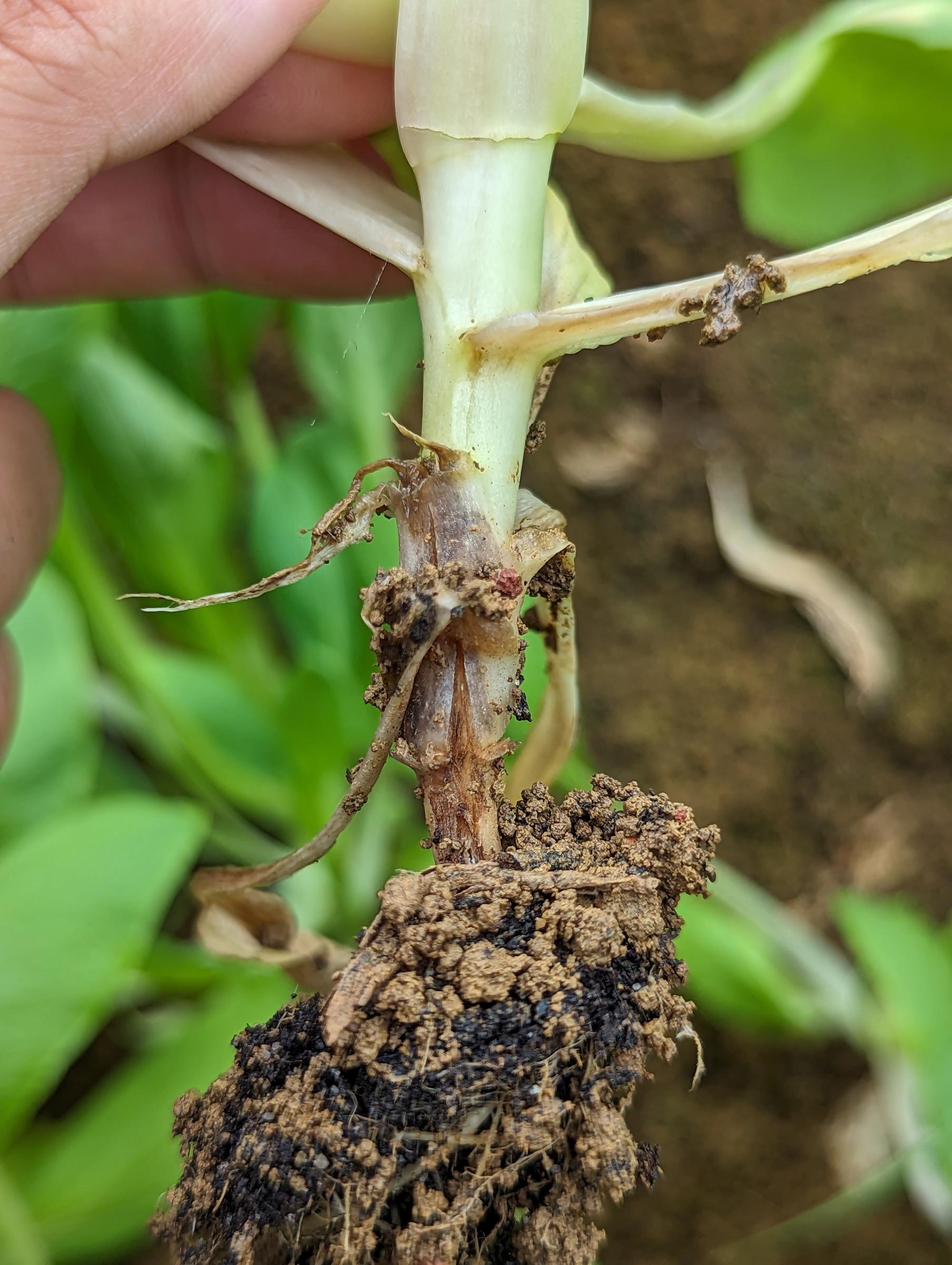 軟腐病感染莖基部