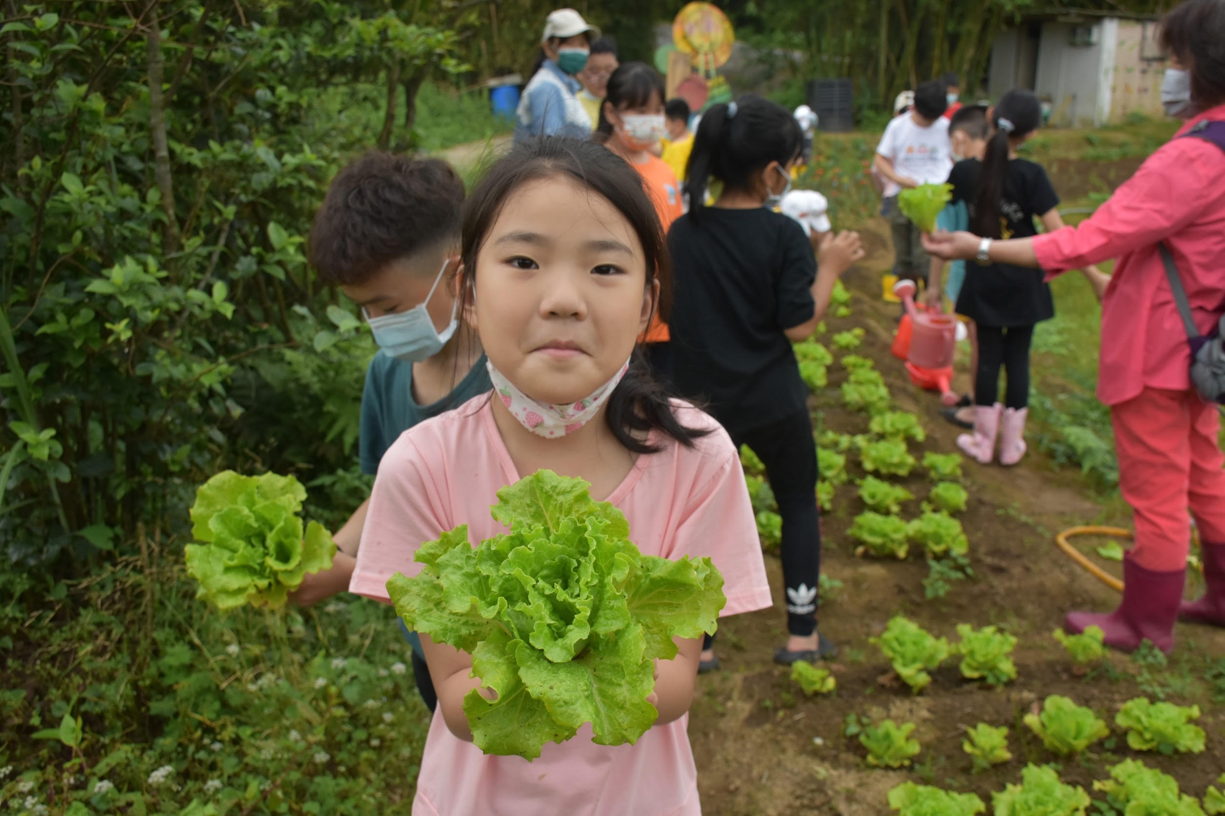 學童自夢想田園中採收自己種植的萵苣
