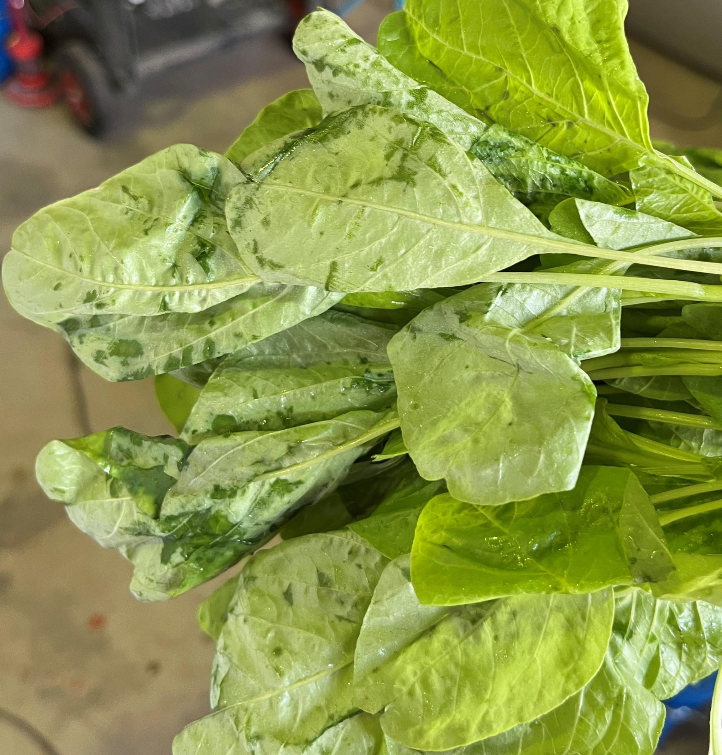 莧菜葉片出現斑點水浸狀腐爛