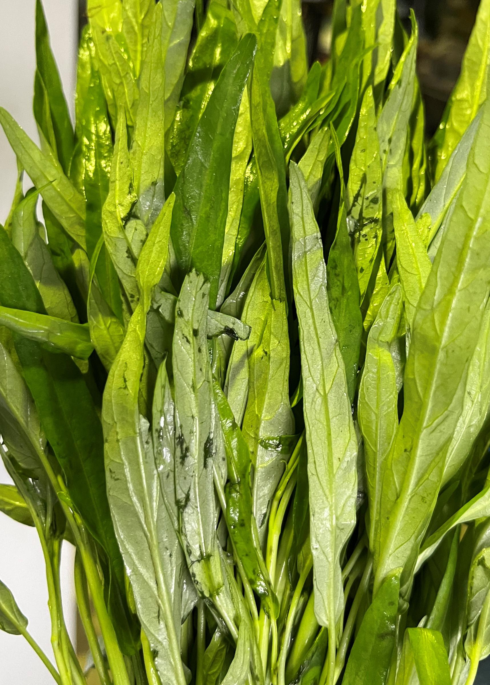 蕹菜葉片沿著物理傷口水浸腐爛增加
