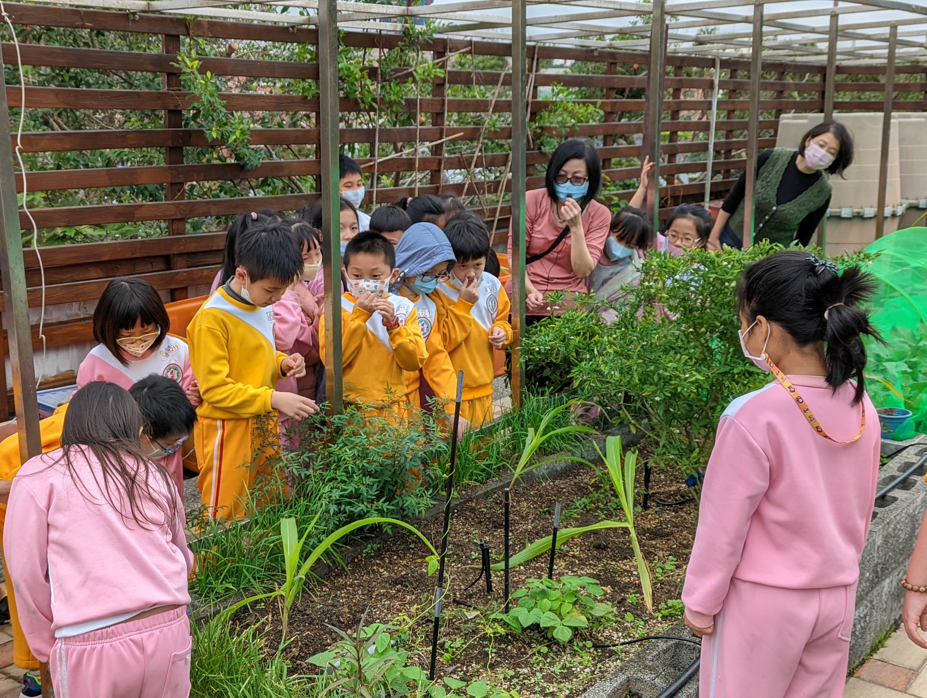 建國國小學童由老師帶至鶯歌國中空中菜園體驗食農教育