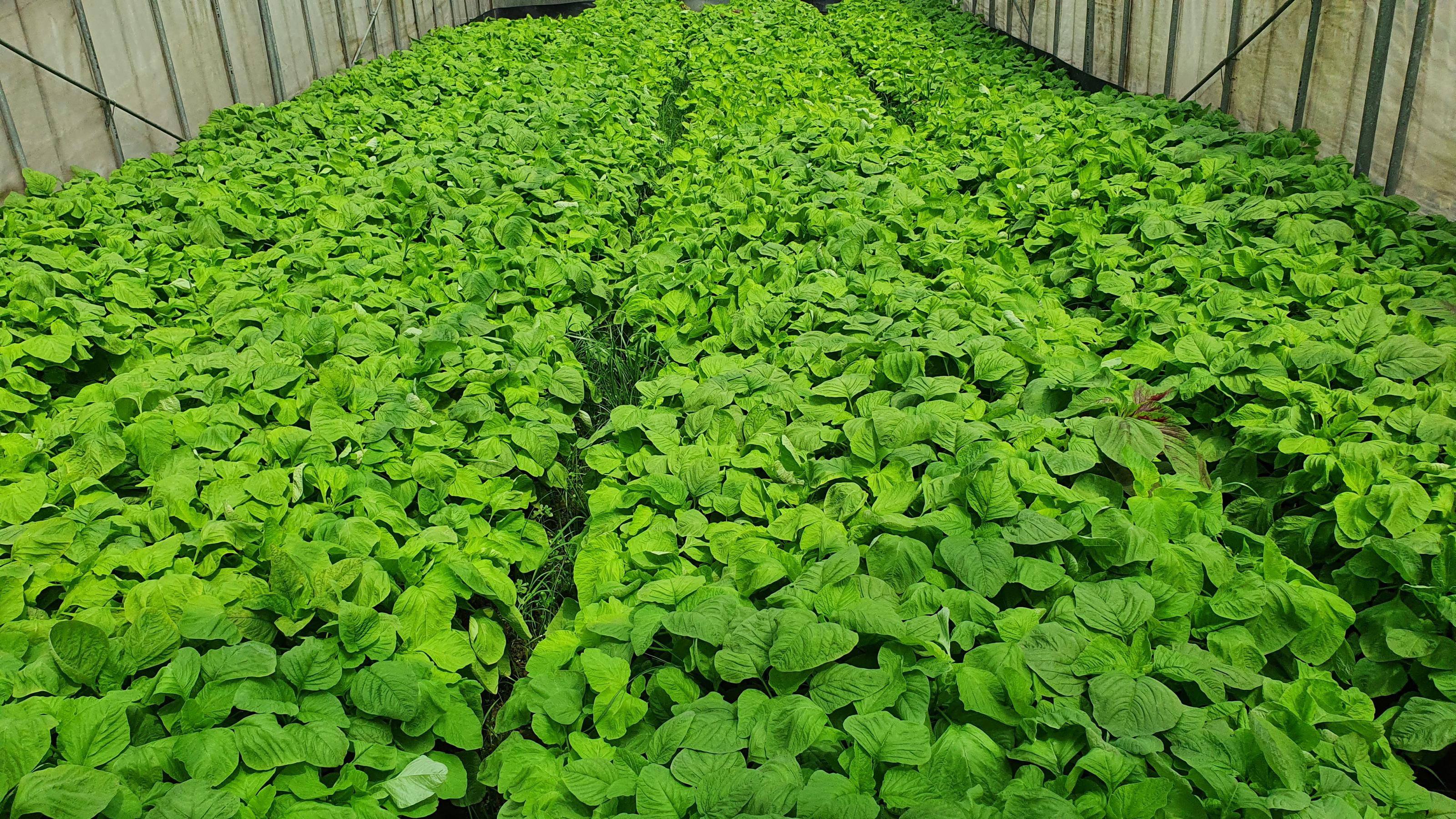 鹽害土壤改善後田間植株生長恢復正常