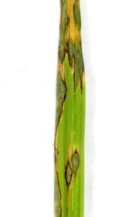 圖 1.水稻葉稻熱病紡錘形病斑。