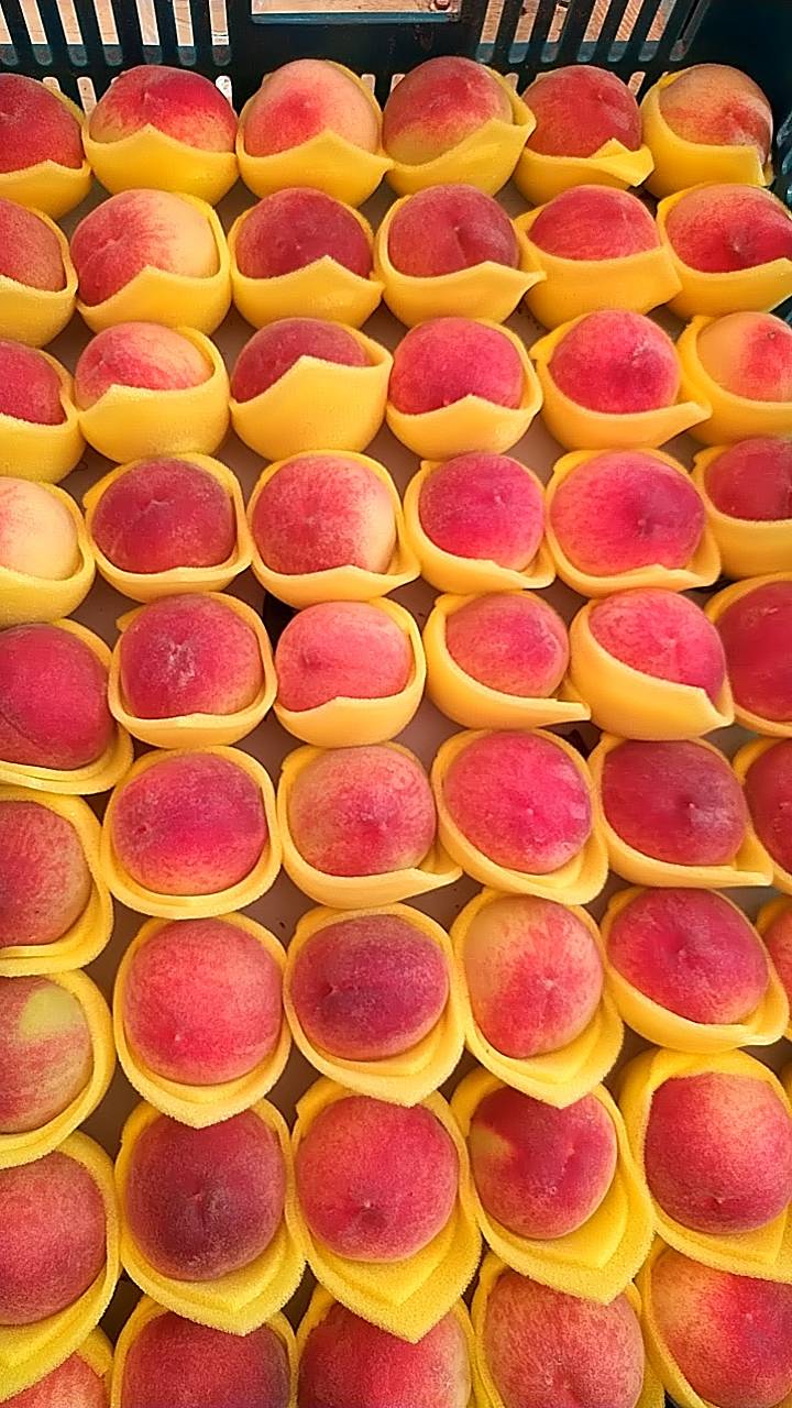 ▲外銷港、澳等級的五月桃果實