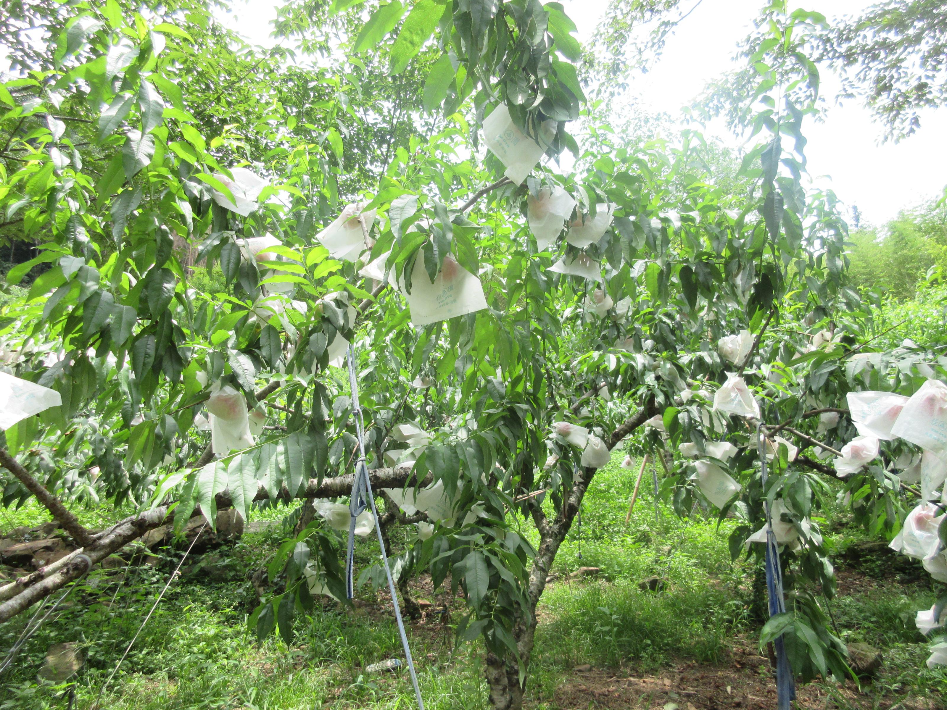 ▲結實纍纍的五月桃果園 