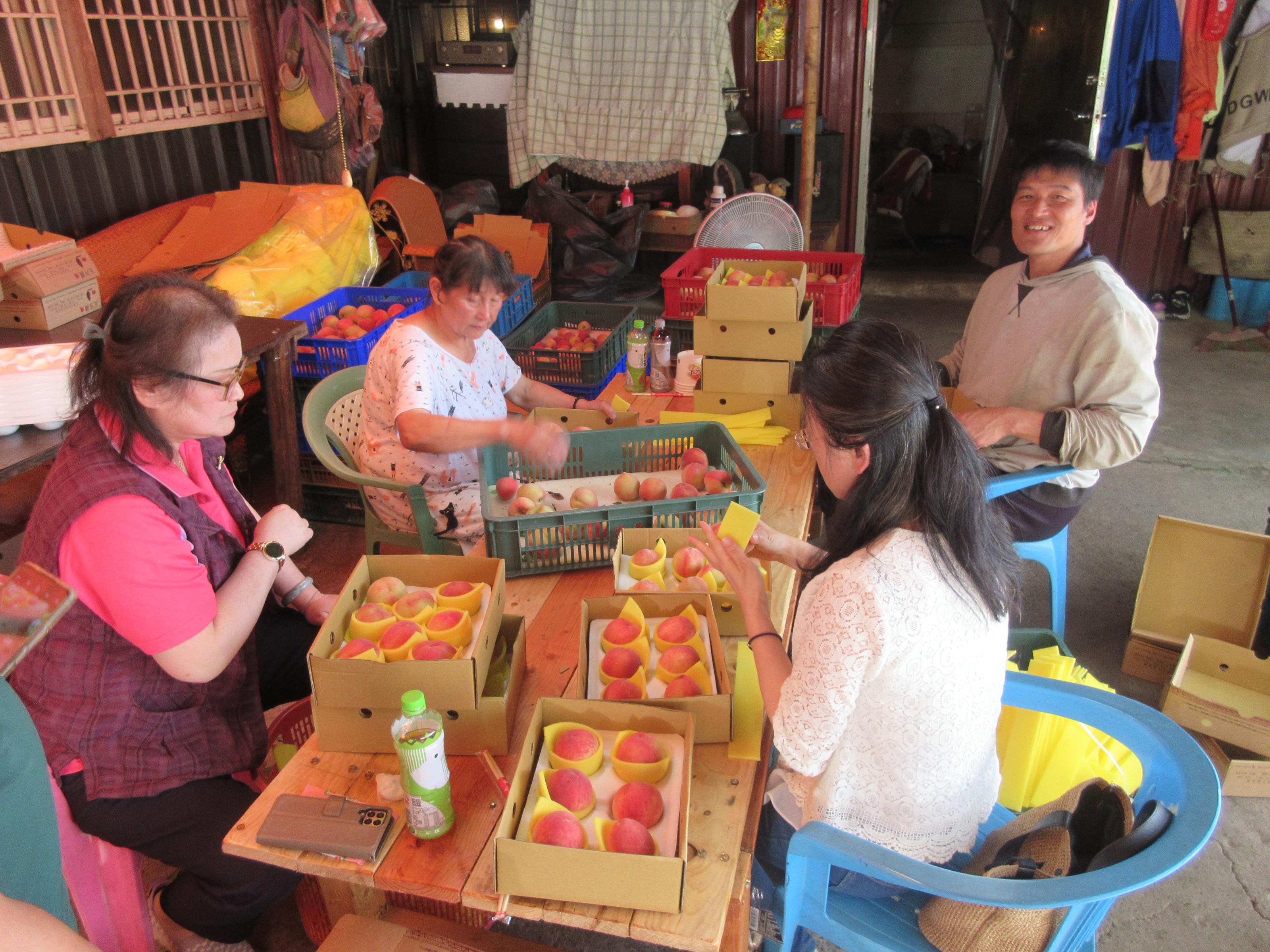 ▲青農張靖偉(右1)與其母親(左2)一同整理包裝五月桃