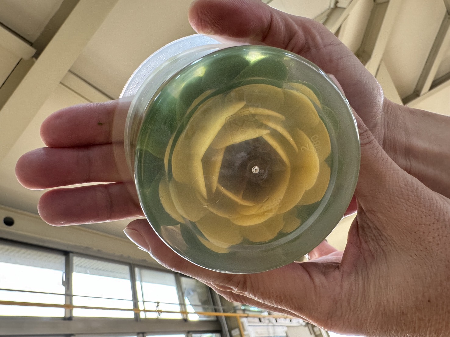 學員第1次製作果凍花即上手