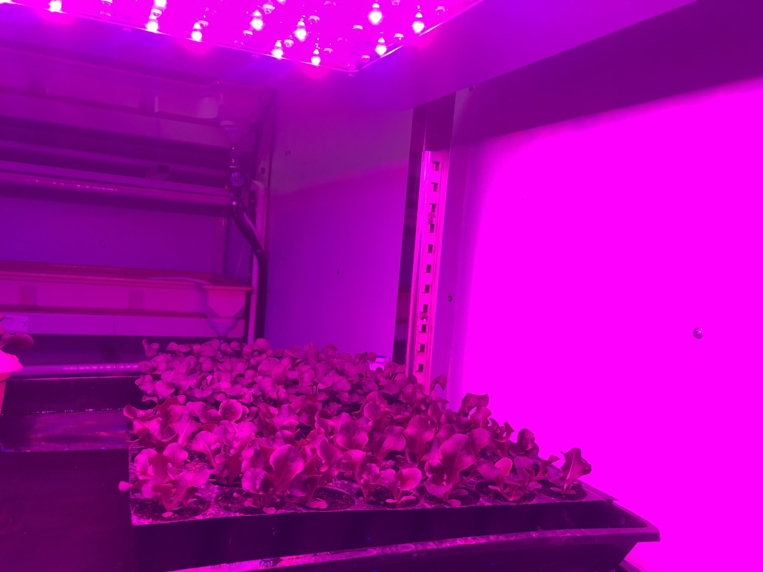 圖3.以特定紅藍光比例照射萵苣,有較佳的生物量及維生素C含量。