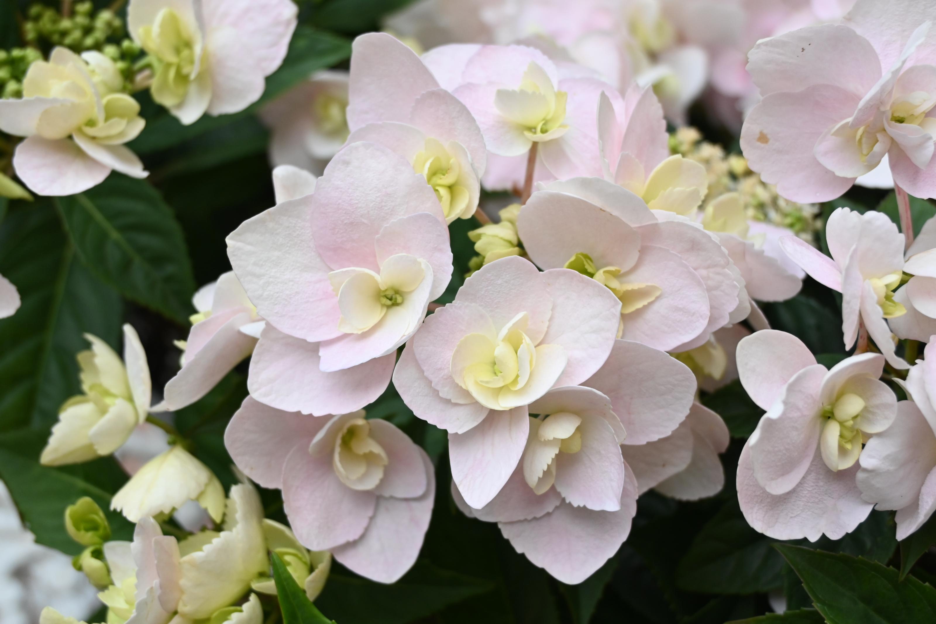 圖2.繡球花‘桃園1號-舞蝶’花朵。