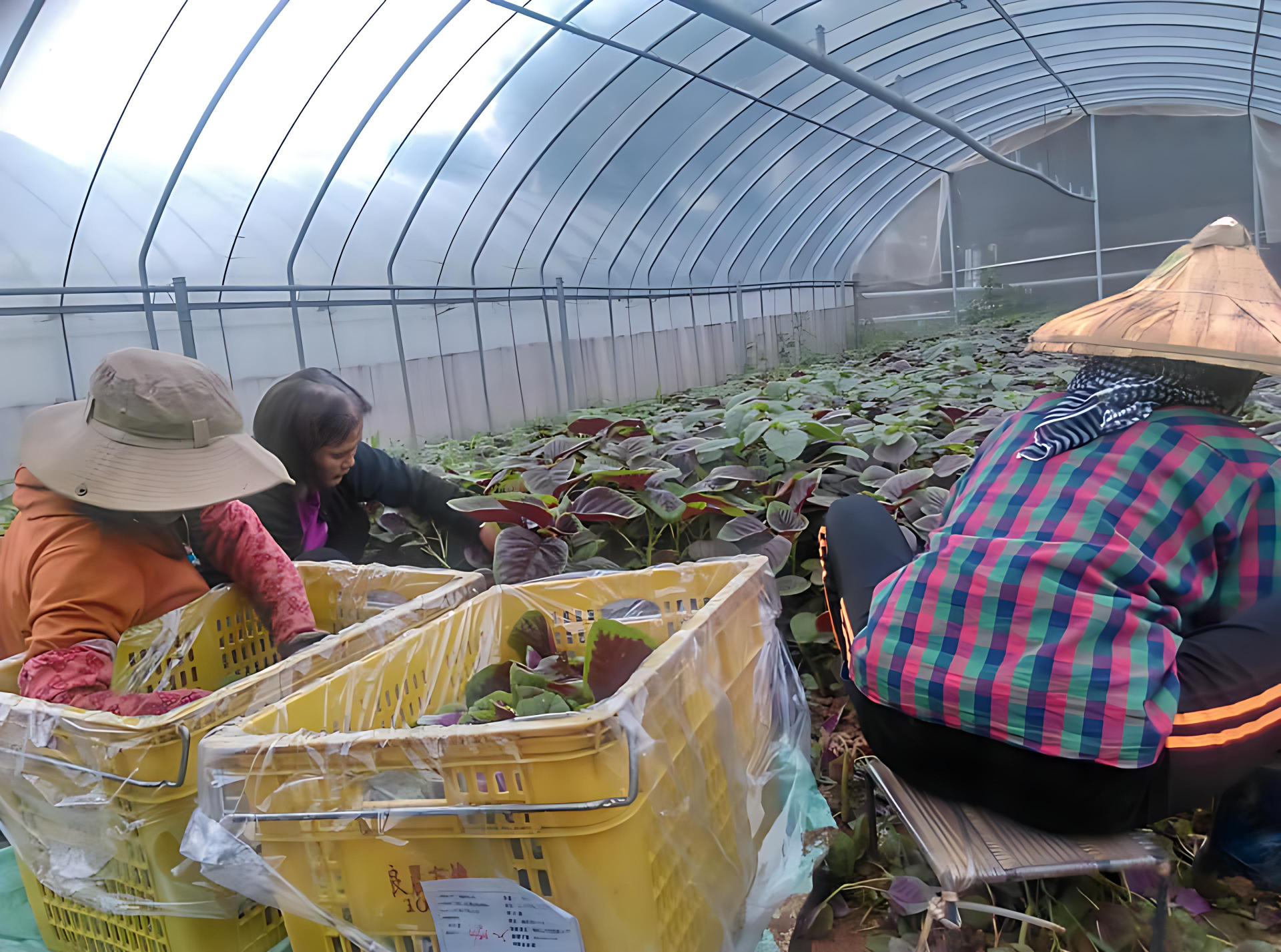 圖2.孫翊鈞母親（左2）在農場內指導員工採收莧菜（孫翊鈞攝）。