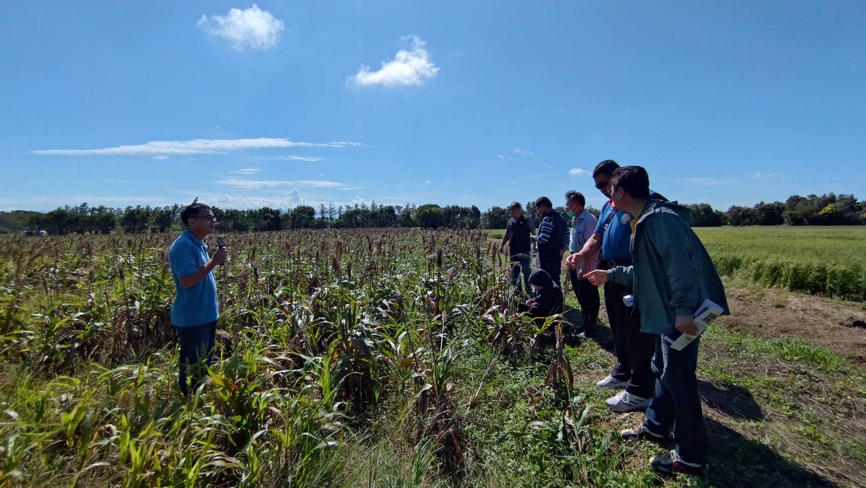 圖2.鄭智允副研究員介紹高粱宿根栽培管理技術及田間表現。