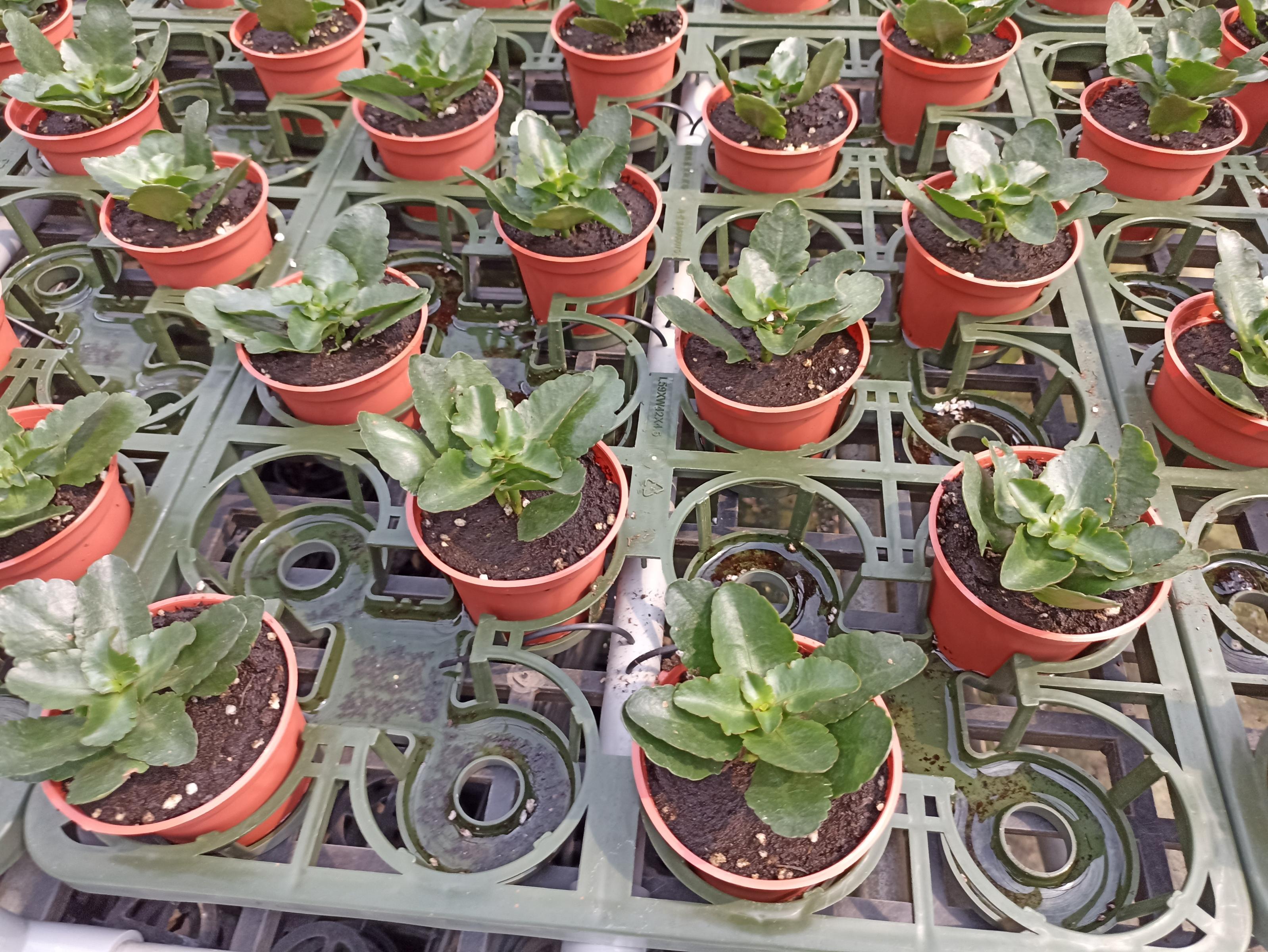 圖3.以底部灌溉端盤種植長壽花。