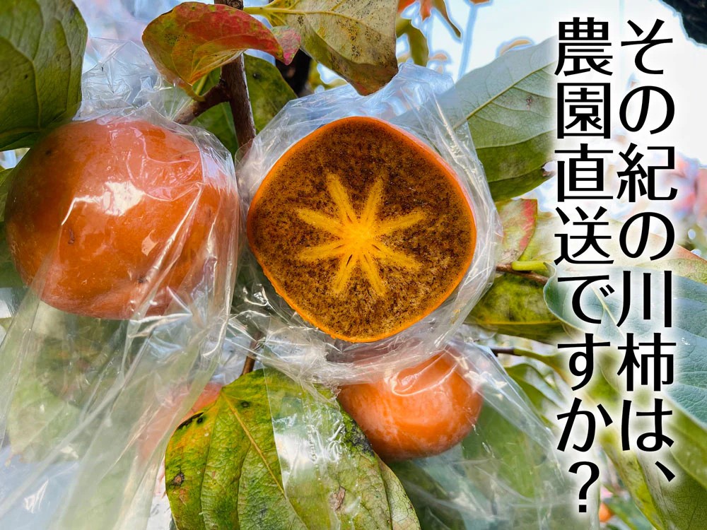圖1.「紀の川柿」或「ばってん甘柿」柿子在樹上脫澀處理情形。