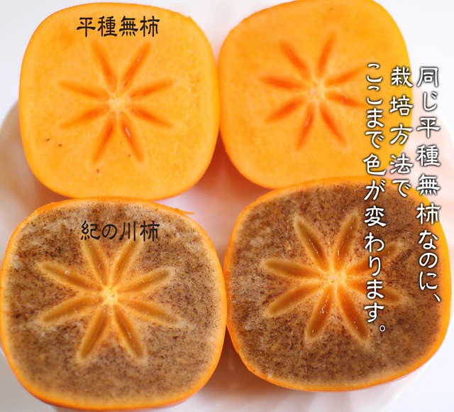 圖2.「平核無」柿子採收後脫澀(上)與在樹上酒精脫澀(下)成「紀の川柿」的果實切面圖。