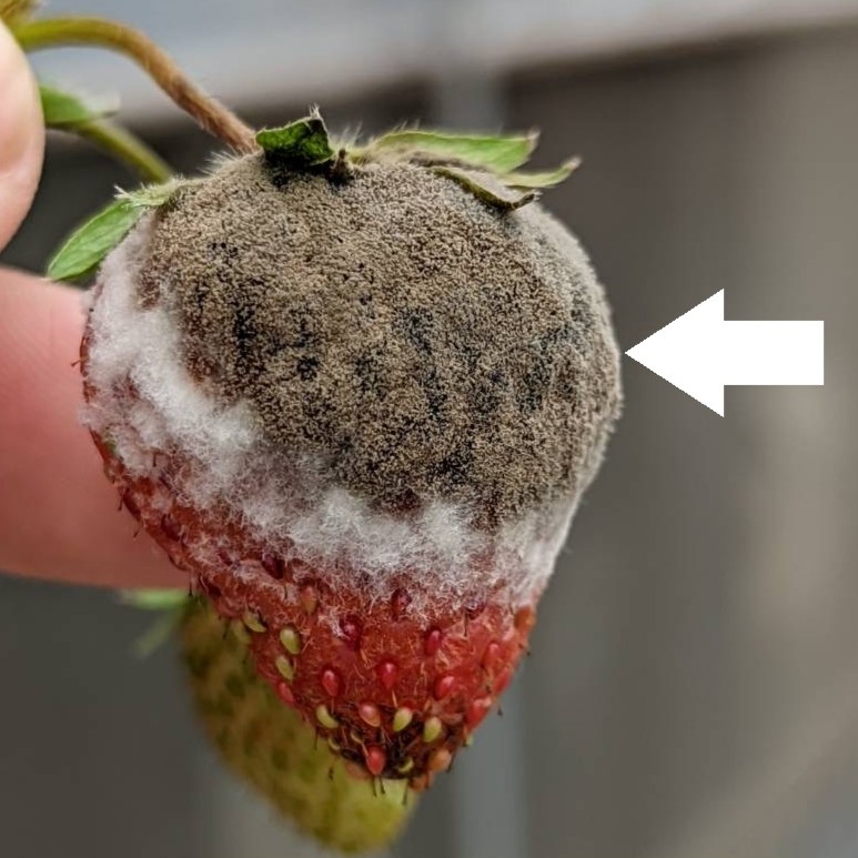 圖1.草苺灰黴病。