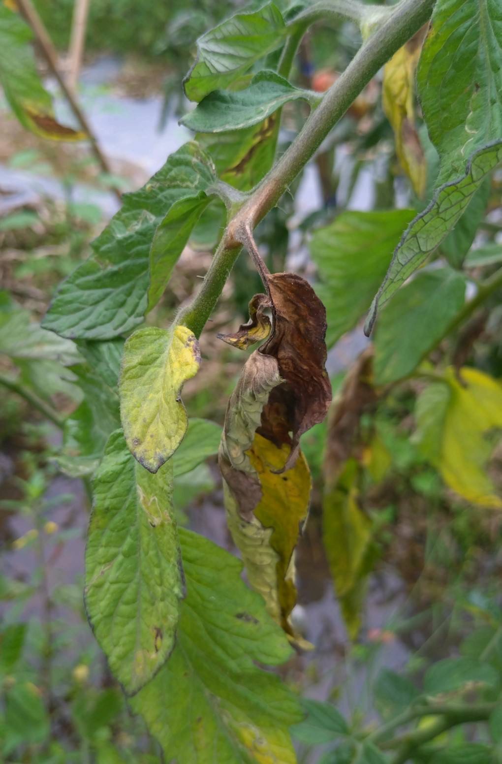 圖2.番茄灰黴病-莖葉。