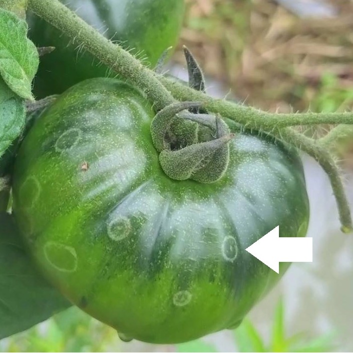 圖3.番茄灰黴病。