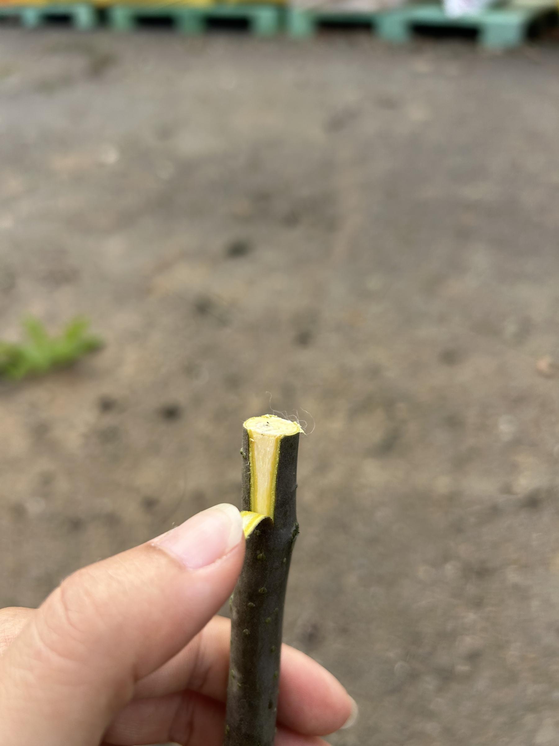 圖3.在砧木斷面垂直向下切開,外皮內綠色線為形成層。