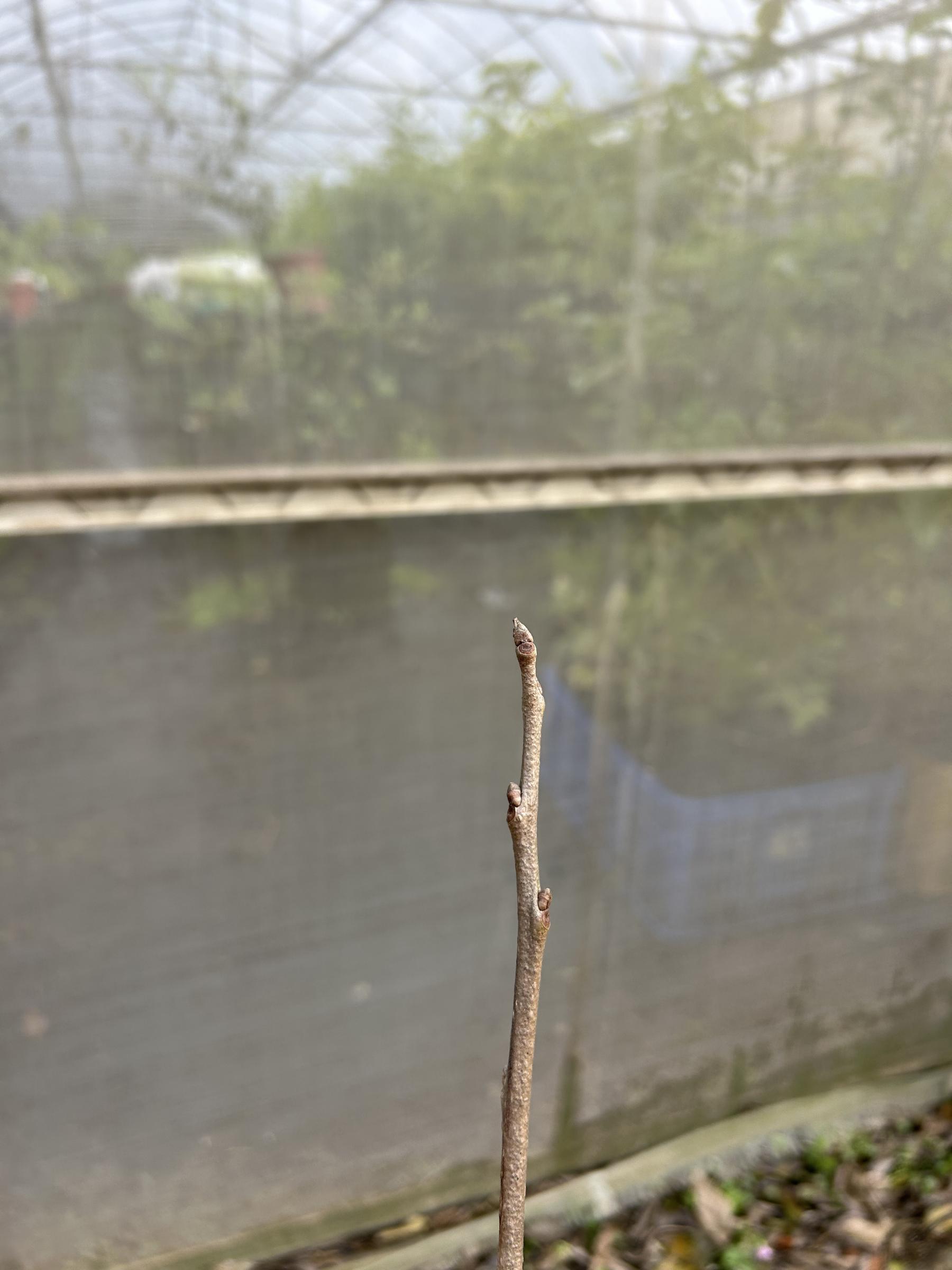 圖4.枝條上選擇1個飽滿健康的芽,將芽削成長約2〜3 公分的不對稱楔形(V字型)。