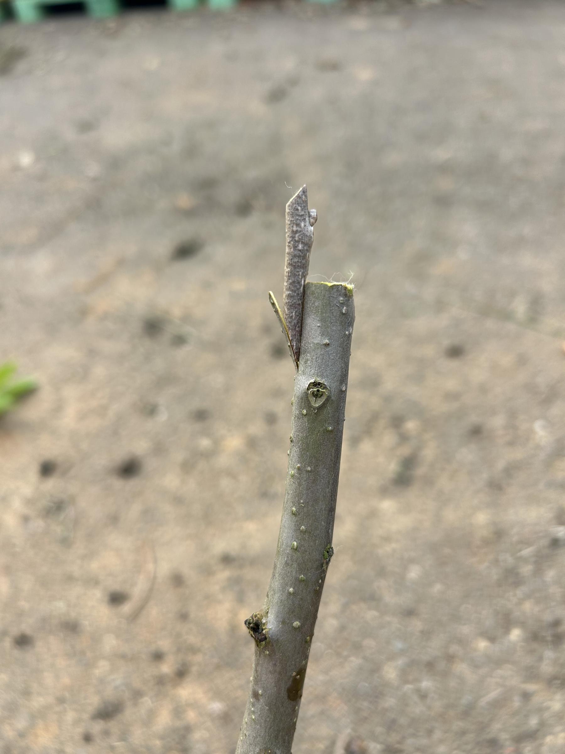 圖5.將接穗垂直切口,插入砧木切口,兩側的形成層至少一側的要完全重疊後,使用嫁接帶由下往上固定形成層位置。