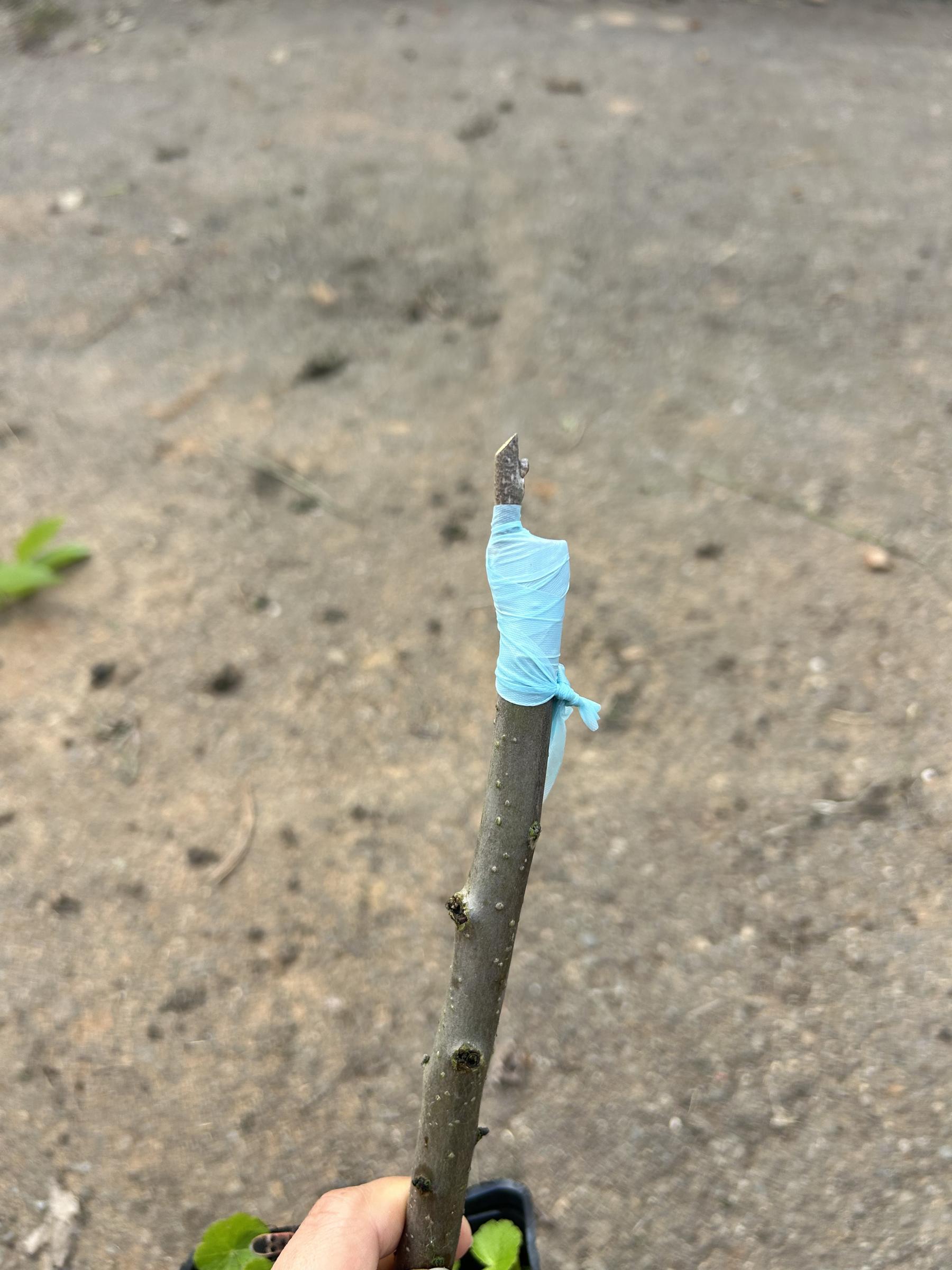 圖5.將接穗垂直切口,插入砧木切口,兩側的形成層至少一側的要完全重疊後,使用嫁接帶由下往上固定形成層位置。