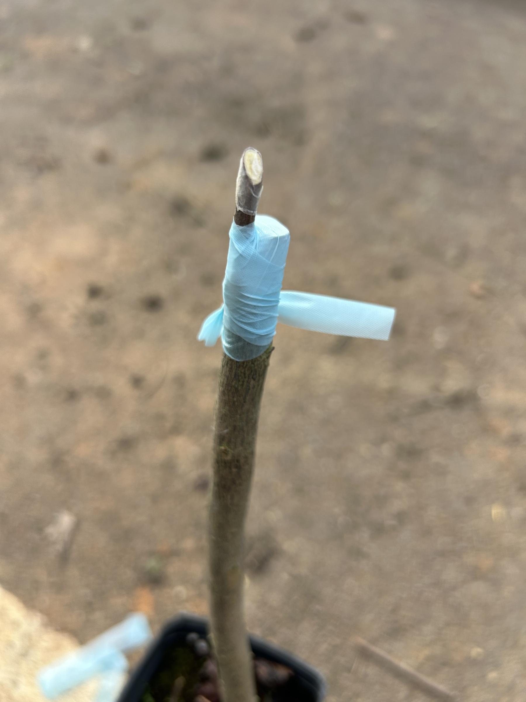 圖6.砧木及接穗切口皆須包覆,避免水分蒸散及病菌感染。