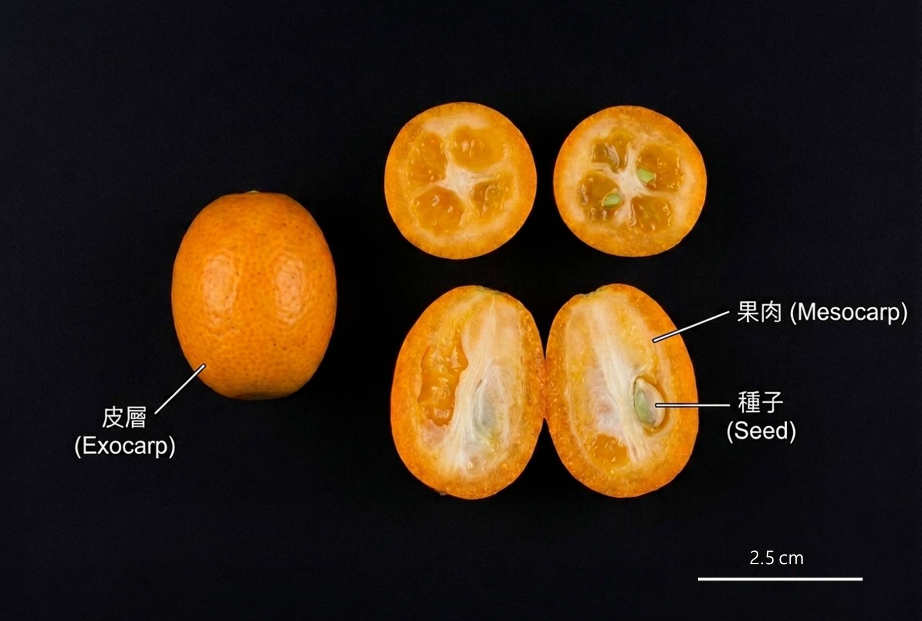 圖1.長實「金柑」剖面圖。