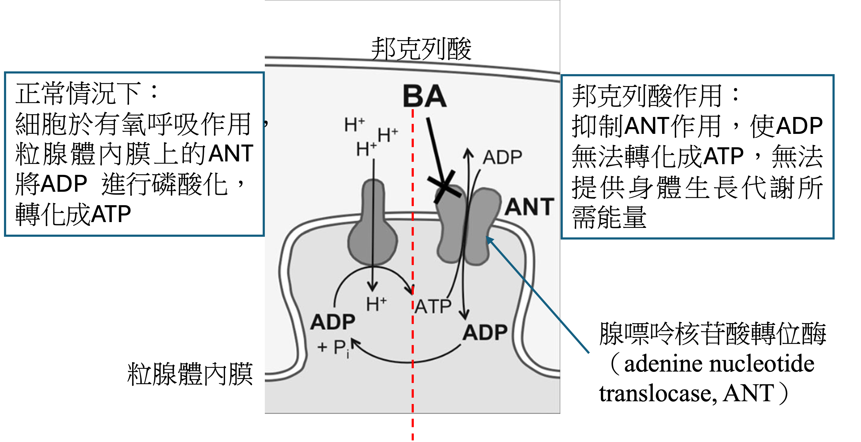 圖2. BA作用機制。