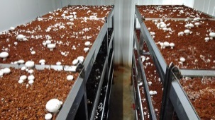 第1場菇床面積60坪順利生產。